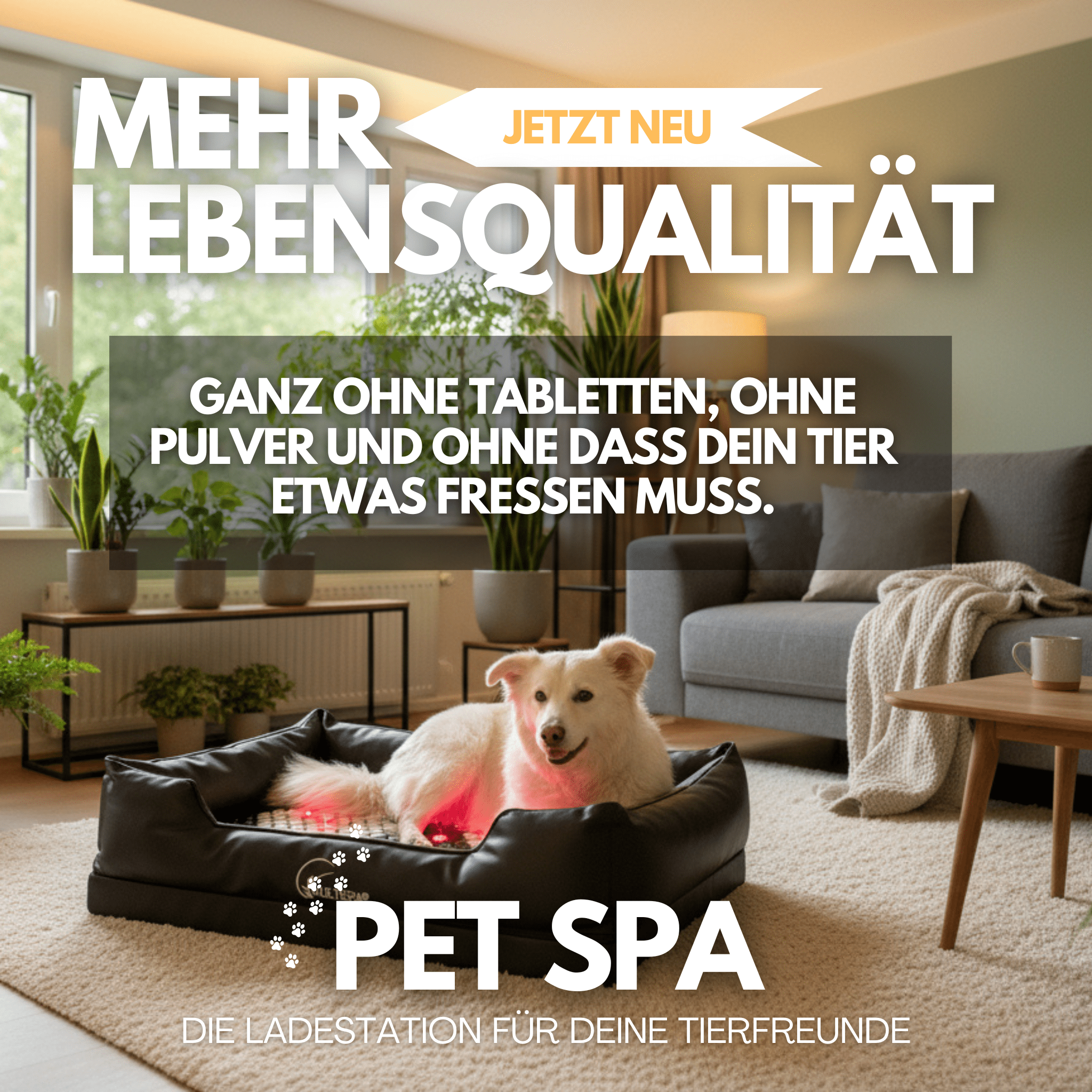 NEU: MultiSpa® Pet - Spa Black - November - MultiSpa®